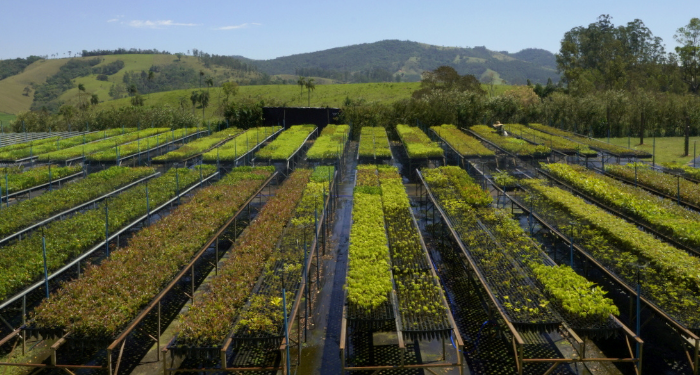 mostrar o viveiro da copaíba e toda sua variedade de espécies
