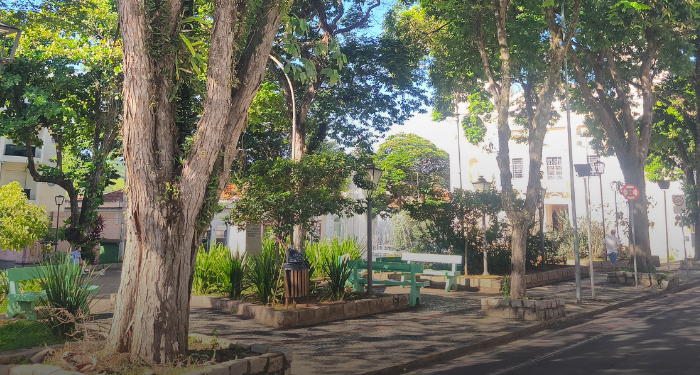 arborização urbana